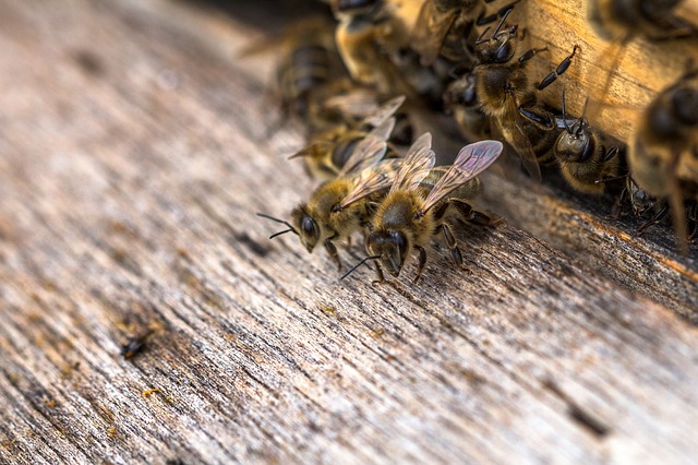 défense sanitaire apicole