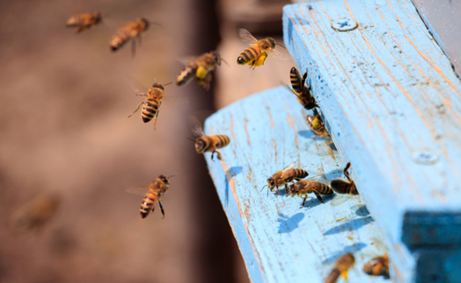 Comment faire pour protéger les abeilles ?