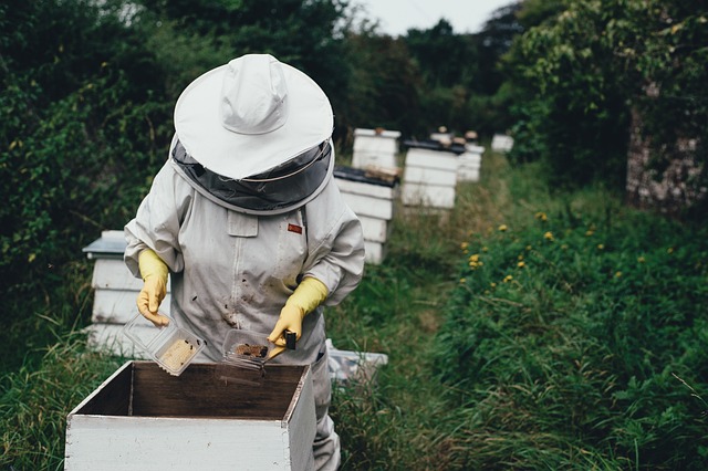 Comment se passe le deplacement d’une ruche d’abeille ?