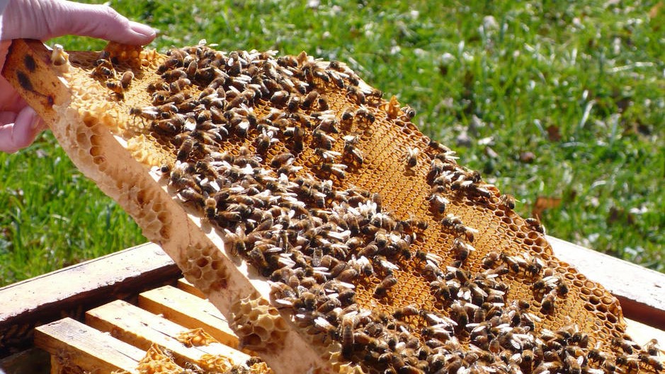 Qu’est ce que l’apiculture ?