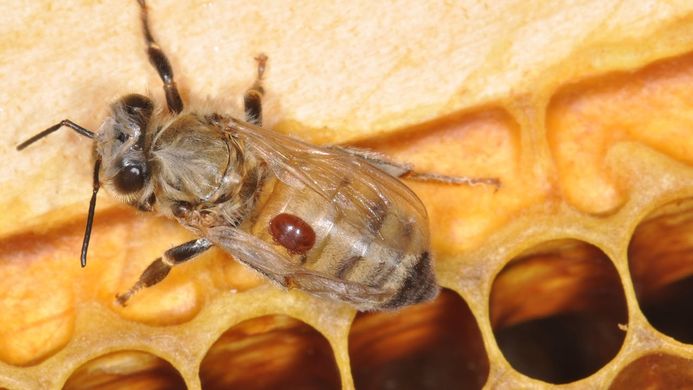 Quels sont les parasites des abeilles ?