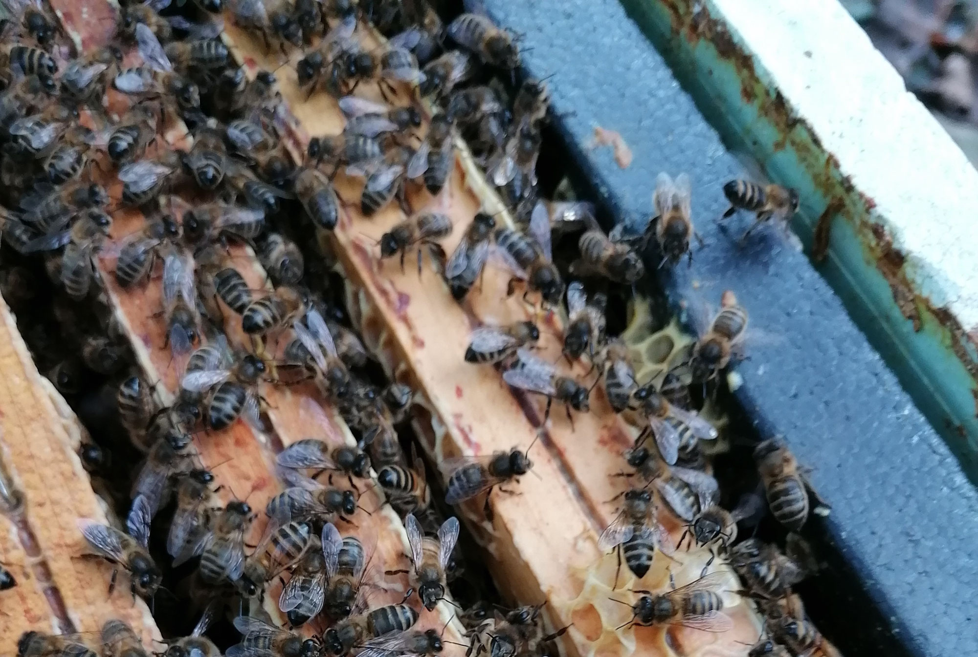 Comment se fait la prophylaxie des abeilles ?